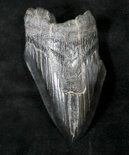 Partial Megalodon Tooth - South Carolina #19055